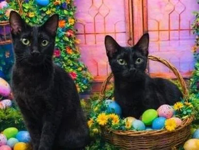 Gato raça SRD-ViraLata idade 7 a 11 meses nome VELUDO e ESTRELA