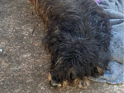 Cachorro raça SRD-ViraLata idade 3 anos nome Mary Jayne