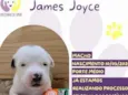 James Joyce