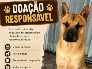 Cachorro raça SRD-ViraLata idade 5 anos nome Simba