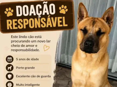Cachorro raça SRD-ViraLata idade 5 anos nome Simba