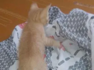 Gato raça SRD-ViraLata idade Abaixo de 2 meses nome amarelinho