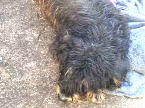 Cachorro raça SRD-ViraLata idade 3 anos nome Mary Jayne
