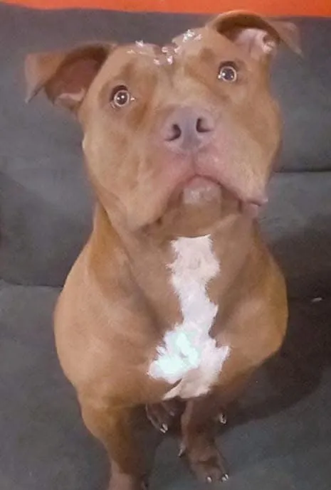 Cachorro raça Pit-Bull idade 4 anos nome Zara