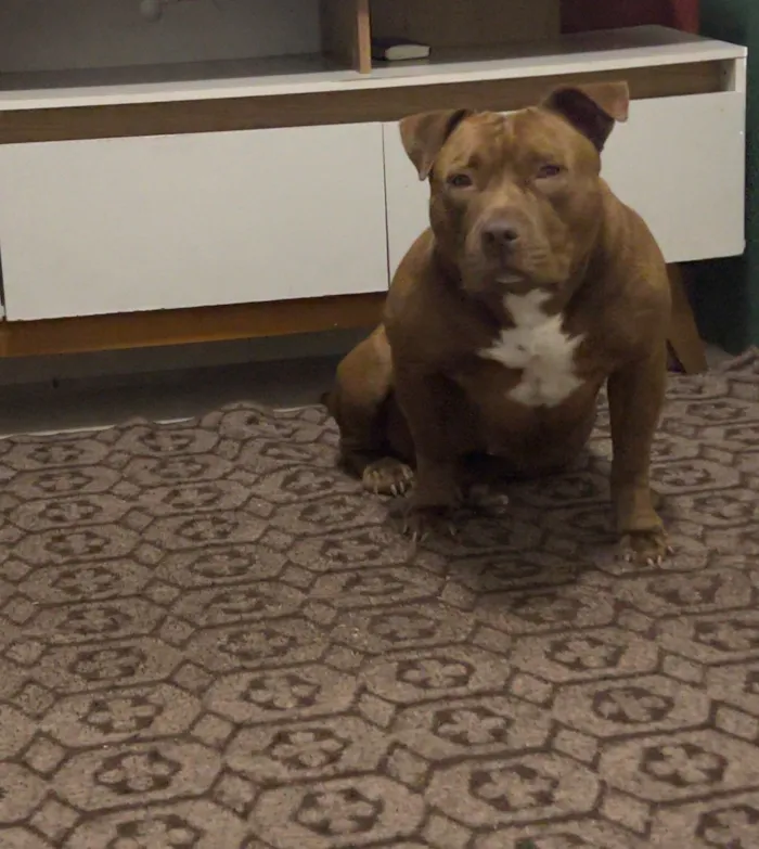 Cachorro raça Pit-Bull idade 4 anos nome Zara