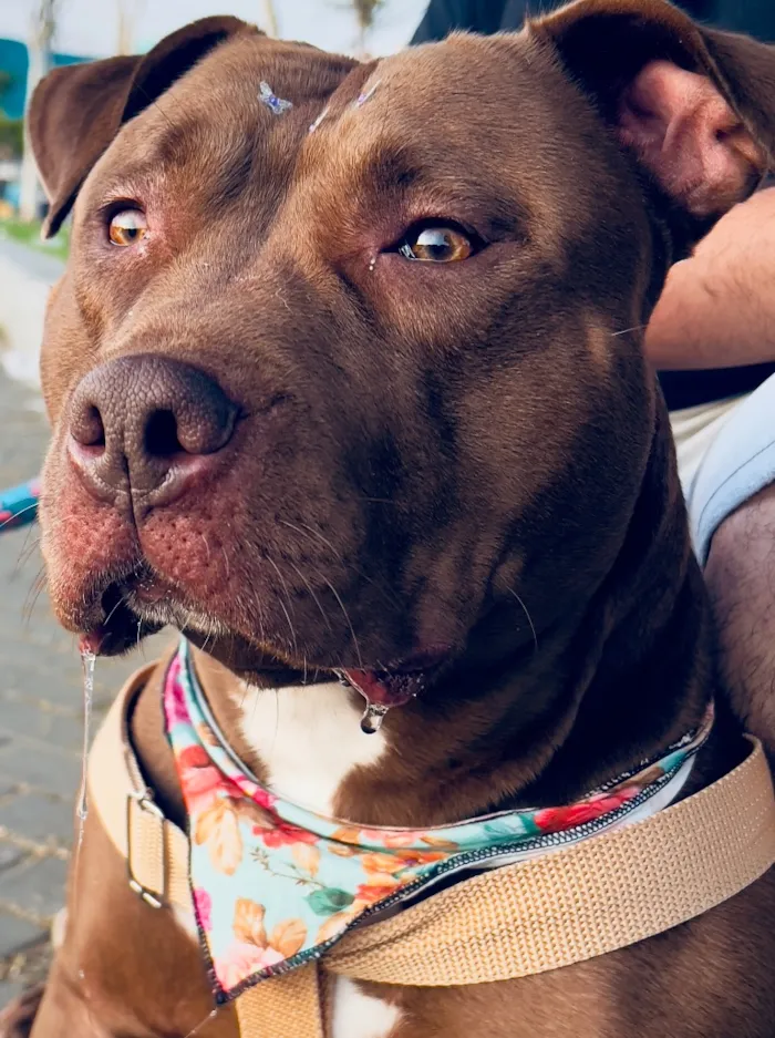 Cachorro raça Pit-Bull idade 4 anos nome Zara