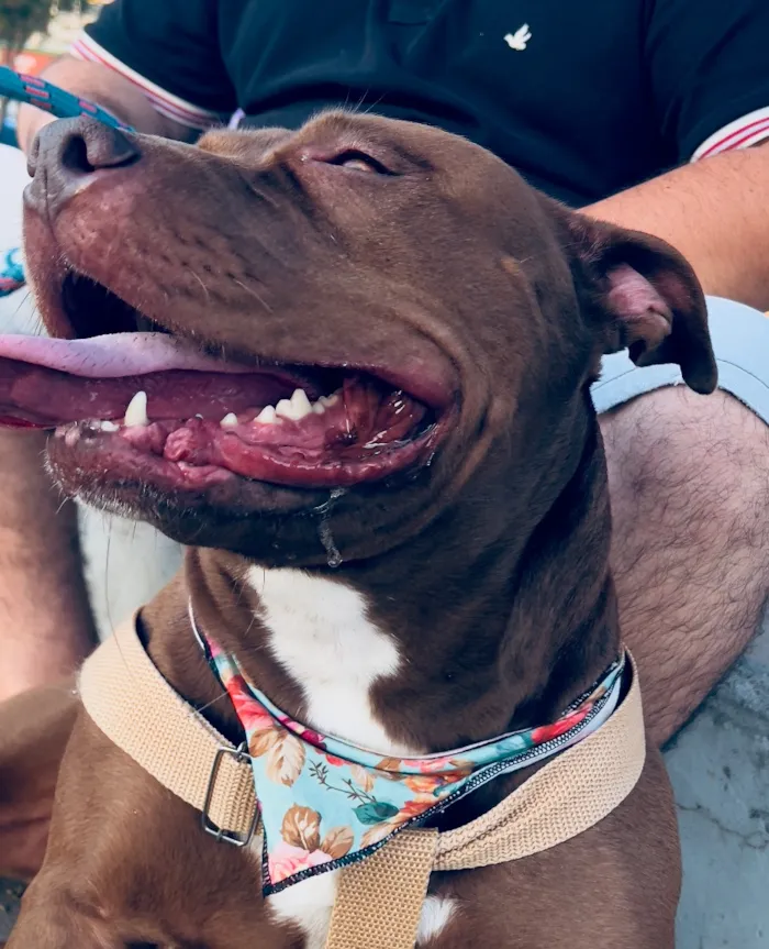 Cachorro raça Pit-Bull idade 4 anos nome Zara