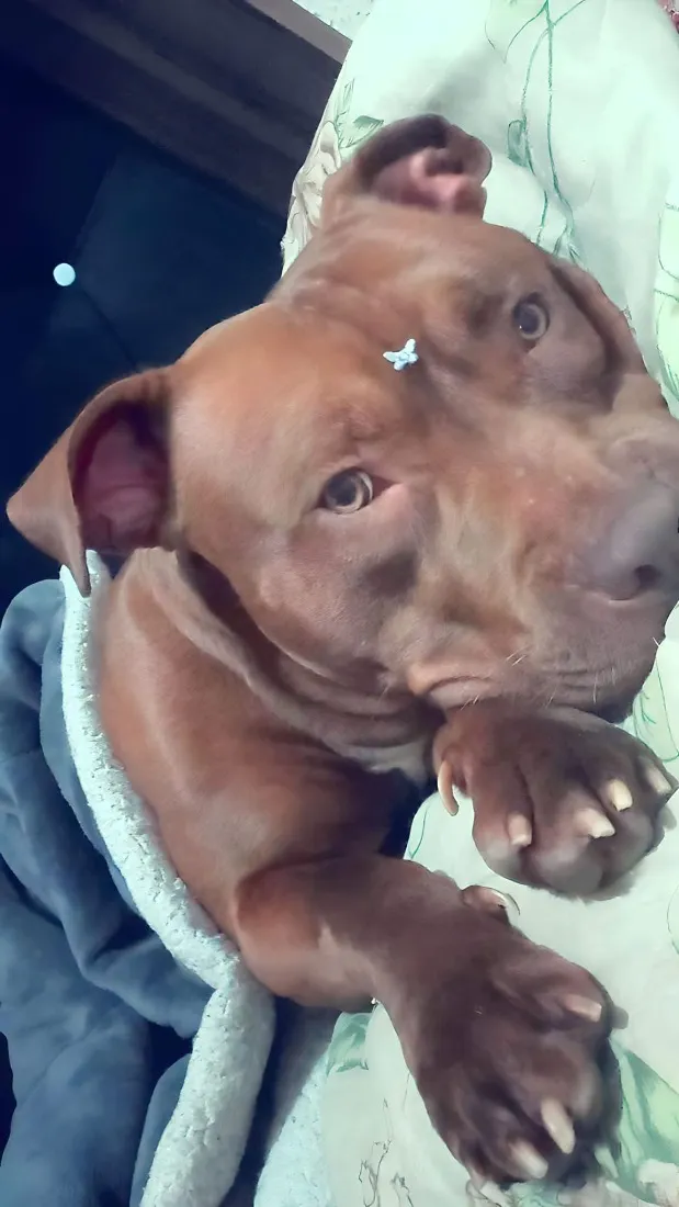 Cachorro raça Pit-Bull idade 4 anos nome Zara