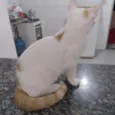 Galeguinho 