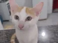 Galeguinho 