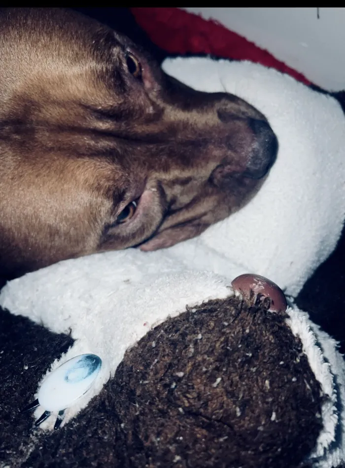Cachorro raça Pit-Bull idade 4 anos nome Zara