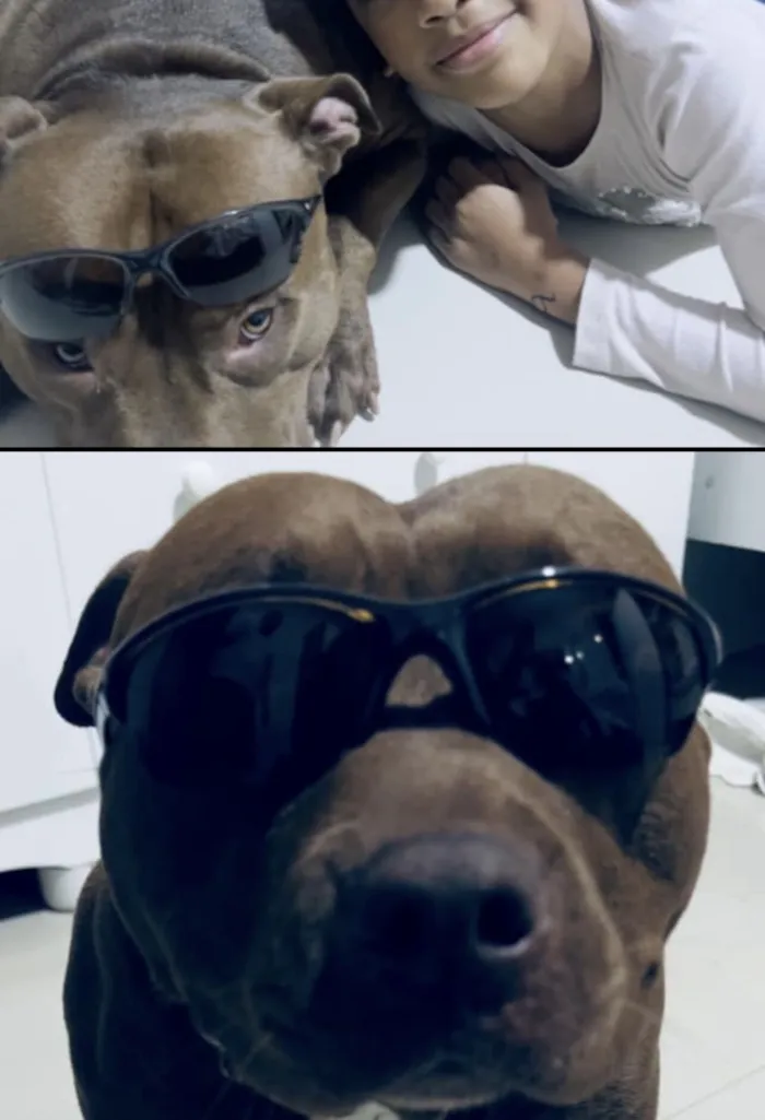 Cachorro raça Pit-Bull idade 4 anos nome Zara