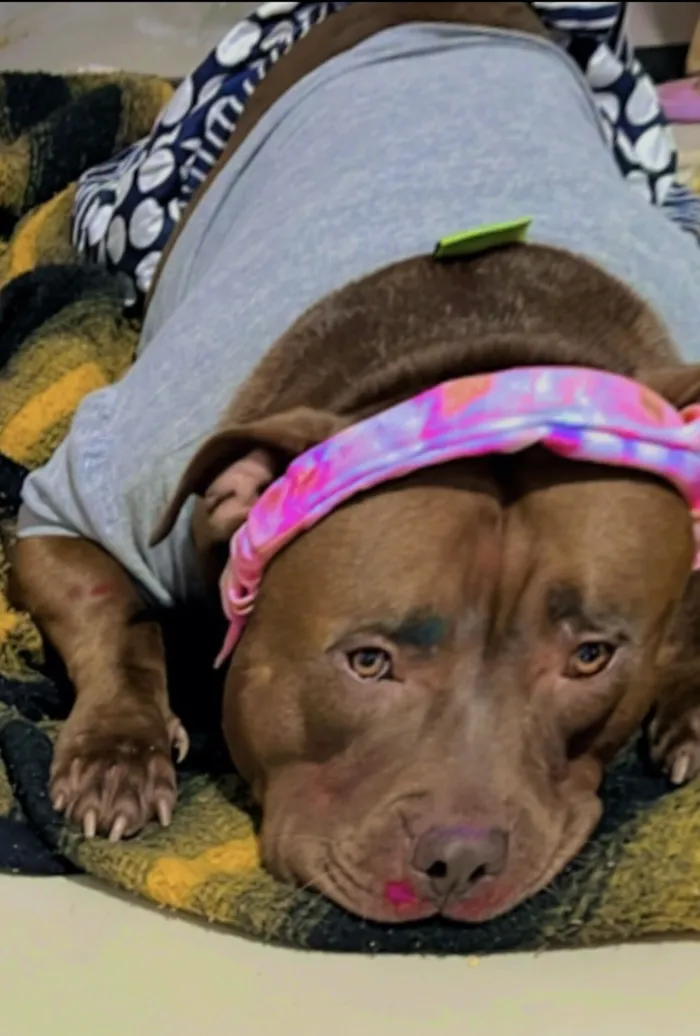 Cachorro raça Pit-Bull idade 4 anos nome Zara
