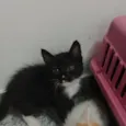 Ursinho 