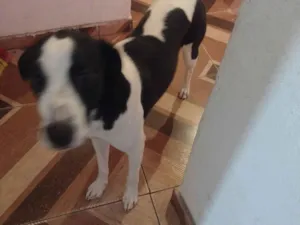 Cachorro raça SRD-ViraLata idade 7 a 11 meses nome spyke 