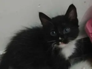 Gato raça SRD-ViraLata idade 2 a 6 meses nome Ursinho 