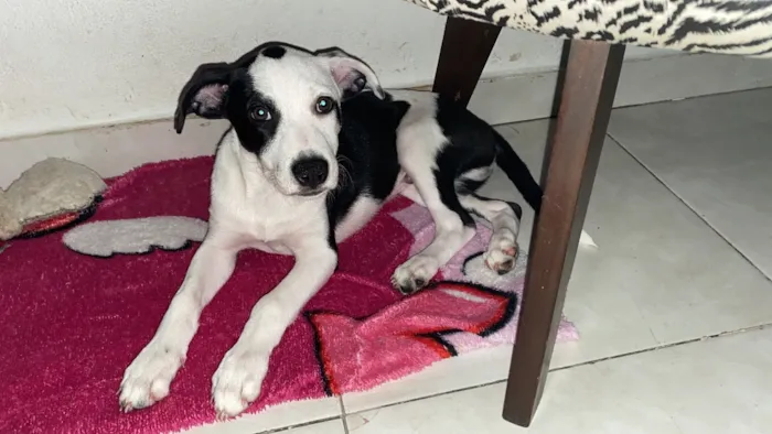 Cachorro raça Pit-Bull idade Abaixo de 2 meses nome Lucky 