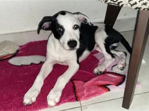Cachorro raça Pit-Bull idade Abaixo de 2 meses nome Lucky 