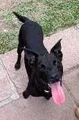 Cachorro raça SRD-ViraLata idade 3 anos nome PANTERA