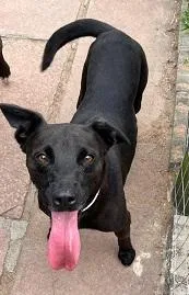 Cachorro raça SRD-ViraLata idade 3 anos nome PANTERA