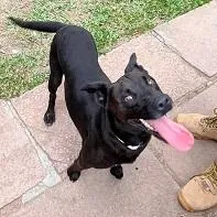 Cachorro raça SRD-ViraLata idade 3 anos nome PANTERA
