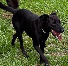 Cachorro raça SRD-ViraLata idade 3 anos nome PANTERA