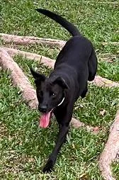 Cachorro raça SRD-ViraLata idade 3 anos nome PANTERA