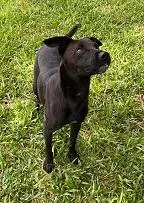 Cachorro raça SRD-ViraLata idade 3 anos nome PANTERA