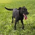 Cachorro raça SRD-ViraLata idade 3 anos nome PANTERA