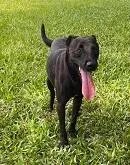 Cachorro raça SRD-ViraLata idade 3 anos nome PANTERA