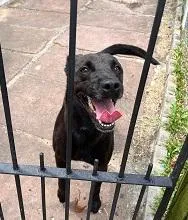 Cachorro raça SRD-ViraLata idade 3 anos nome PANTERA