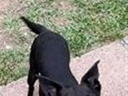 Cachorro raça SRD-ViraLata idade 3 anos nome PANTERA