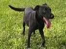 Cachorro raça SRD-ViraLata idade 3 anos nome PANTERA