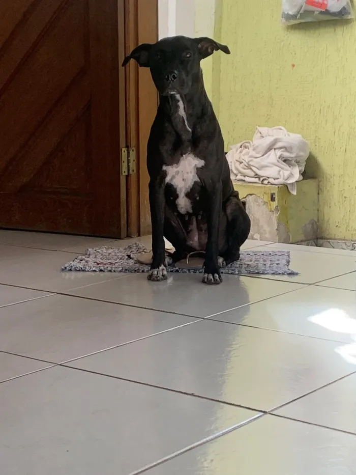 Cachorro raça SRD-ViraLata idade 1 ano nome Pandora