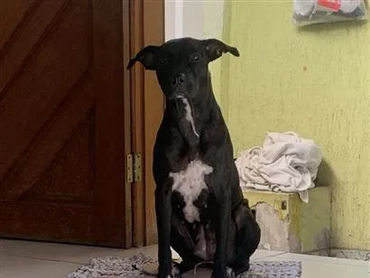Cachorro raça SRD-ViraLata idade 1 ano nome Pandora