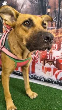 Cachorro raça SRD-ViraLata idade 3 anos nome MARIA