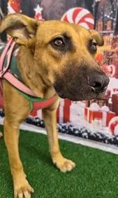 Cachorro raça SRD-ViraLata idade 3 anos nome MARIA