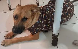 Cachorro raça SRD-ViraLata idade 3 anos nome MARIA