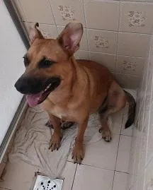 Cachorro raça SRD-ViraLata idade 3 anos nome MARIA