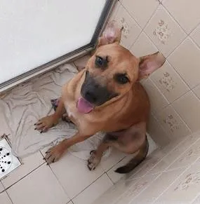 Cachorro raça SRD-ViraLata idade 3 anos nome MARIA