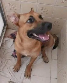 Cachorro raça SRD-ViraLata idade 3 anos nome MARIA