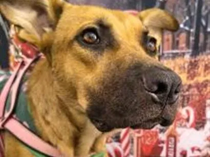 Cachorro raça SRD-ViraLata idade 3 anos nome MARIA