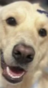 Cachorro raça SRD-ViraLata idade 3 anos nome Max