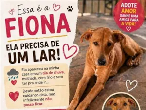 Cachorro raça SRD-ViraLata idade 2 anos nome Fiona
