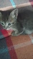 Eu achei uma gatinha adorável e estou desesperadamente precisando da ajuda de todos! Ela é uma fêmea da raça SRD-ViraLata, com pelagem preta e marrom,