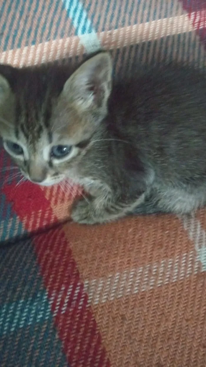 Gato raça SRD-ViraLata idade Abaixo de 2 meses nome Eu achei uma gatinha adorável e estou desesperadamente precisando da ajuda de todos! Ela é uma fêmea da raça SRD-ViraLata, com pelagem preta e marrom,