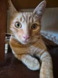 Miguel