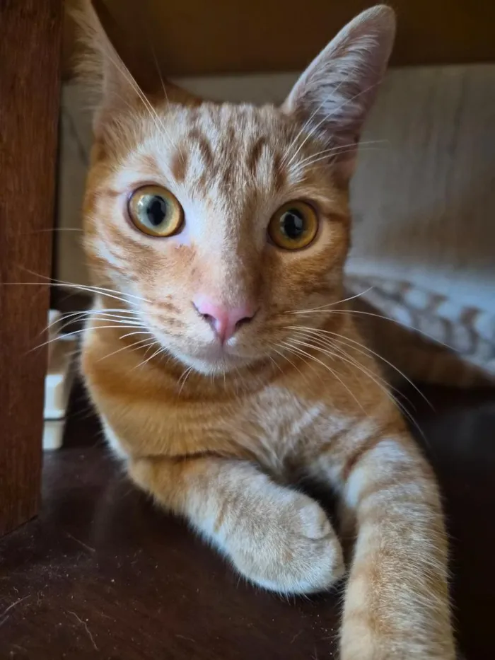 Gato raça SRD-ViraLata idade 1 ano nome Miguel