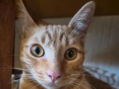 Gato raça SRD-ViraLata idade 1 ano nome Miguel