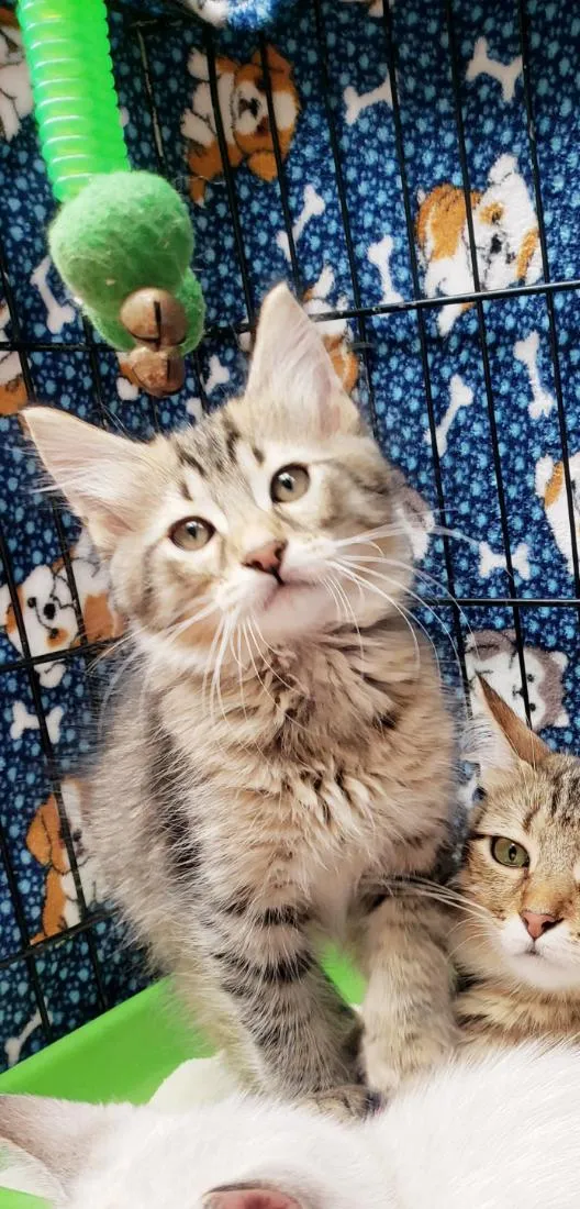 Gato raça SRD-ViraLata idade 2 a 6 meses nome Colorado